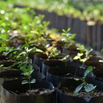 Mudas jovens cultivadas em sacos plásticos em um viveiro ao ar livre.
