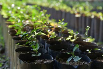 Mudas jovens cultivadas em sacos plásticos em um viveiro ao ar livre.